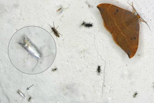 Phyllocnistis sp.