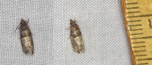 Spilonota ocellana