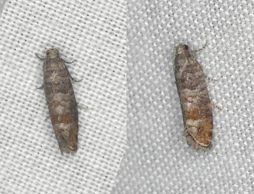 Clavigesta sp.