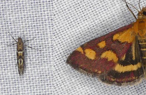 Acrocercops brongniardella