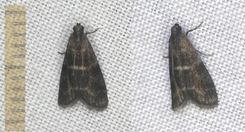 Réf. 353 673 : Apomyelois bistriatella