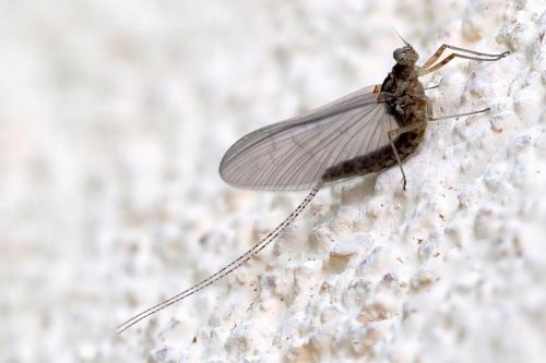 Réf. 353 722 : Cloeon dipterum