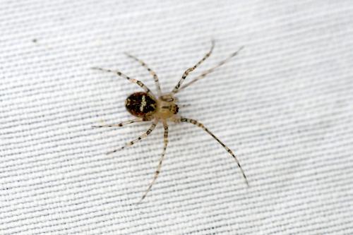 Réf. 353 777 : Platnickina tincta