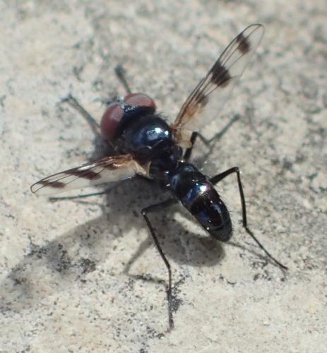 Réf. 353 124 : Plesina phalerata