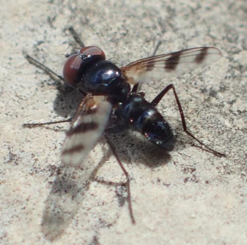 Réf. 353 125 : Plesina phalerata