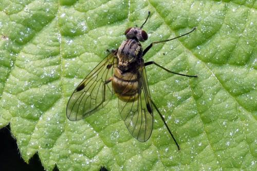 Chrysopilus cristatus