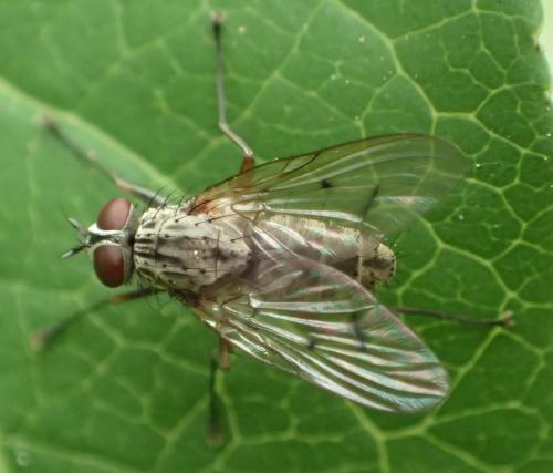 Réf. 353 490 : Phaonia fuscata