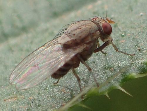 Réf. 353 494 : Minettia tabidiventris