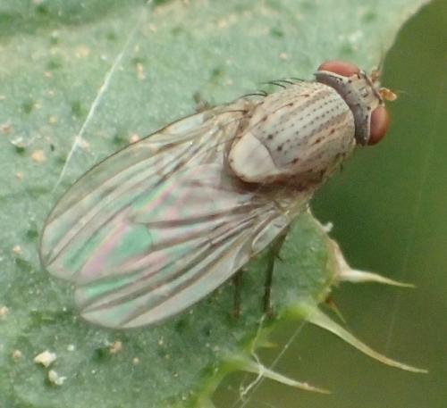 Réf. 353 495 : Minettia tabidiventris