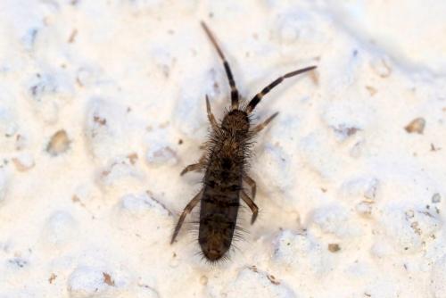 Réf. 353 811 : Orchesella villosa