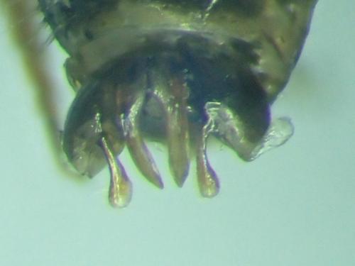 Réf. 353 866 : Lasioglossum rufitarse