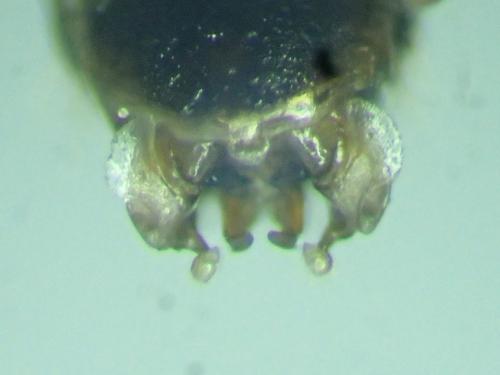 Lasioglossum rufitarse