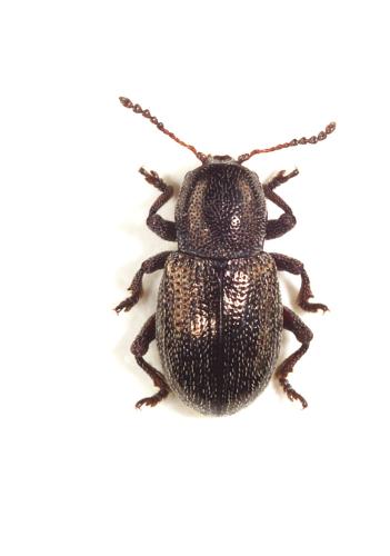 Réf. 353 150 : Pachnephorus sp.