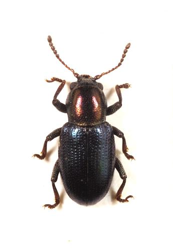 Pachnephorus cylindricus