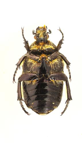 Réf. 353 535 : Cetonia aurata aurata