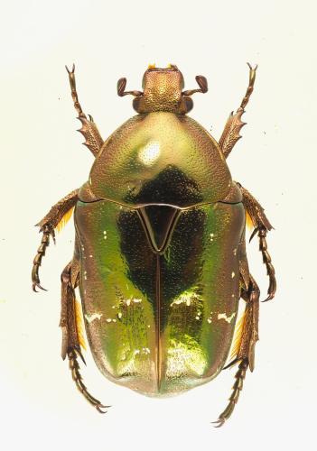 Potosia fieberi
