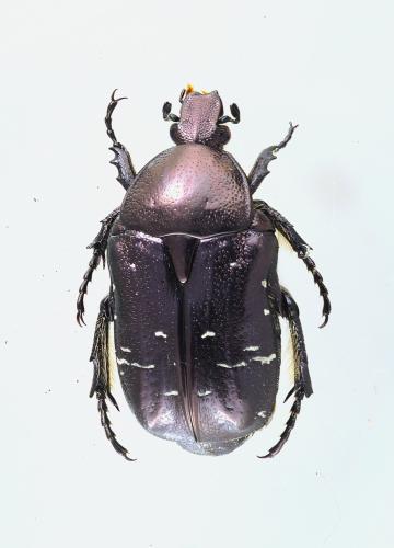 Réf. 353 534 : Cetonia aurata aurata