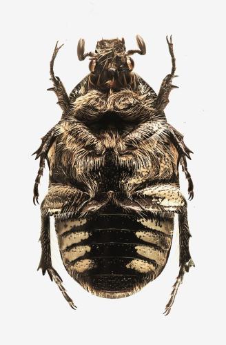 Netocia oblonga