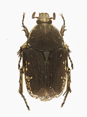 Netocia oblonga