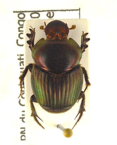 Réf. 353 334 : Proagoderus sp.
