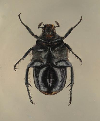 Raceloma natalensis