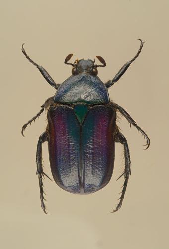 Raceloma natalensis
