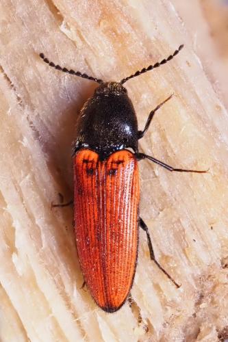 Réf. 353 182 : Ampedus sp.