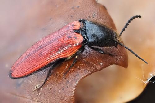 Réf. 353 180 : Ampedus sp.