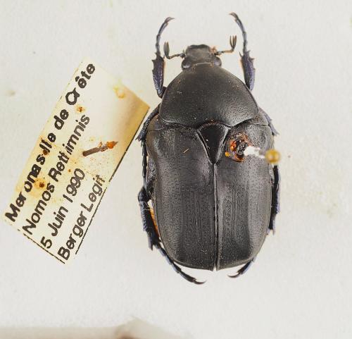 Cetoniinae