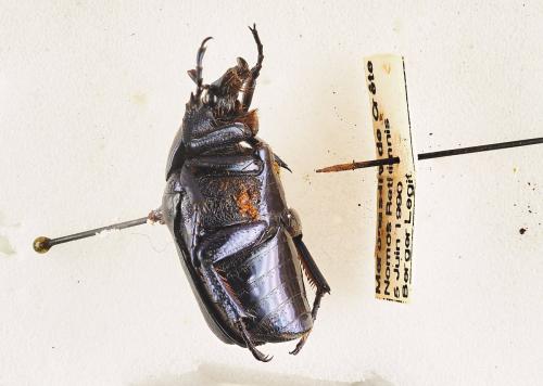 Cetoniinae