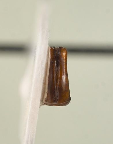 Raceloma natalensis