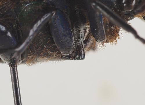 Raceloma natalensis