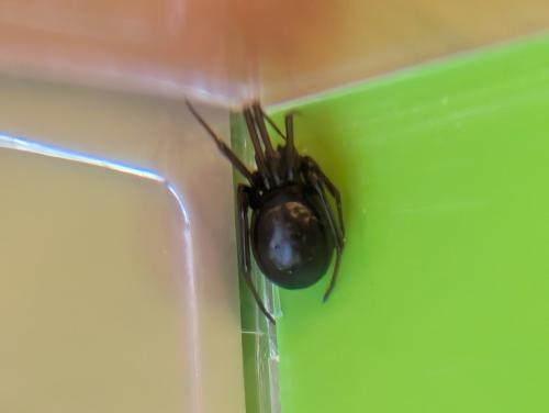 Steatoda sp.