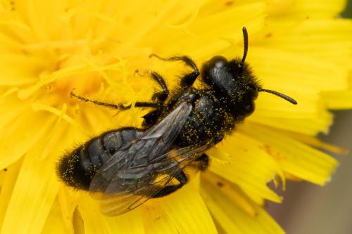 Panurgus calcaratus