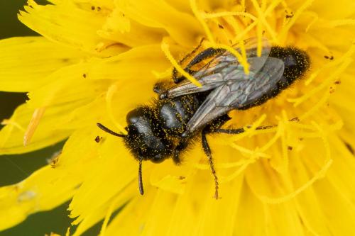 Panurgus calcaratus