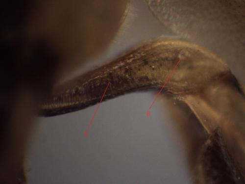 Réf. 353 378 : Eutanyacra crispatoria