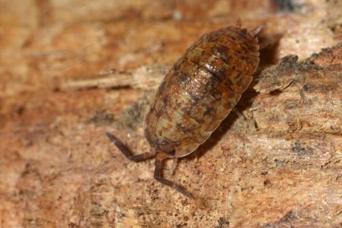 Porcellio scaber