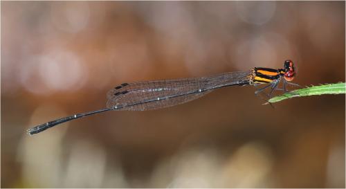 Réf. 353 826 : Prodasineura verticalis