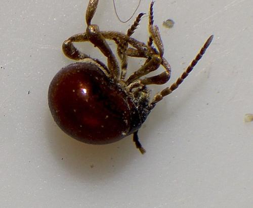 Gibbium sp.