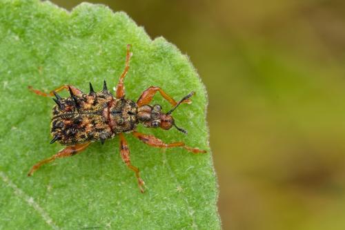 Rhamnapoderus auricapillus