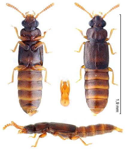 Réf. 353 154 : Phloeonomus punctipennis