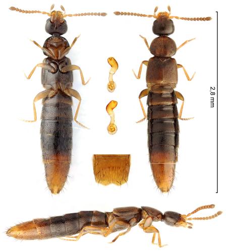 Réf. 353 564 : Amischa analis