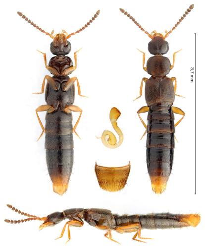 Réf. 353 792 : Dinaraea linearis