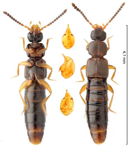 Réf. 353 791 : Dinaraea linearis