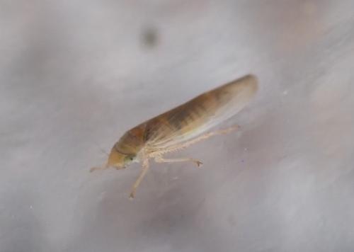 Réf. 353 347 : Deltocephalinae inconnu