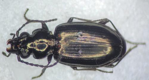 Réf. 353 383 : Bembidion magellense alpicola
