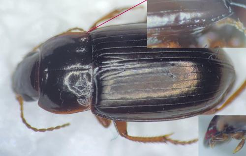 Amara quenseli