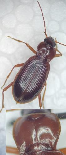 Nebria castanea