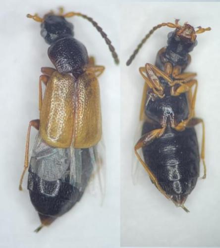 Réf. 353 618 : Anthophagus sp.