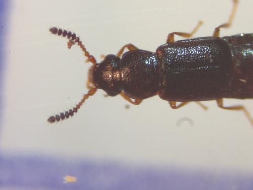 Omaliinae